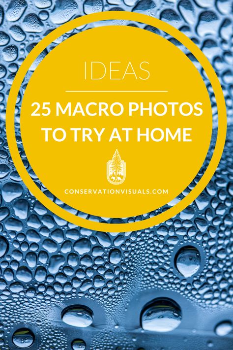 Get ready to take your nature photography skills to the next level with these 25 creative macro photography ideas! From capturing intricate details of flowers to uncovering the hidden world of tiny insects, this comprehensive guide is packed with photography tips and examples to inspire and guide you. 100mm Macro Photography, Unique Photography Ideas Creative, Unique Photography Ideas, Macro Ideas, Creative Macro Photography, Macro Photography Ideas, Bokeh Art, Nature Photographers, Nikon D7500