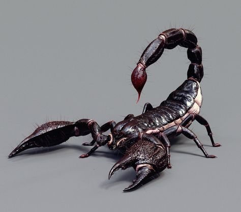 Asian Scorpion, Se June Cheun on ArtStation at https://www.artstation.com/artwork/NvLQ5 Scorpion Reference Photo, Scorpion Drawing Reference, Scorpion Reference, Scorpion Anatomy, Realistic Scorpion Tattoo, Scorpion Photo, Scorpion Artwork, Scorpion Aesthetic, Scorpion Drawing