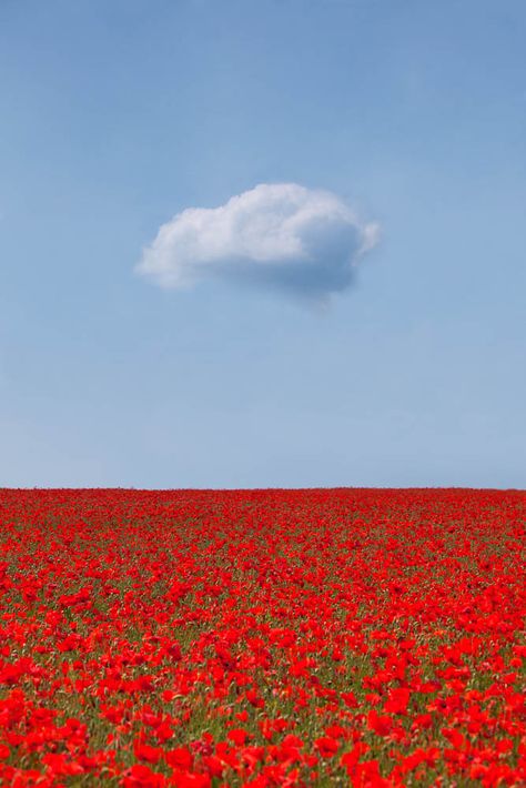 https://flic.kr/p/9S3wig | Poppylicious | An image made on my workshop with Antony Spencer. I rather like lone clouds - like lone trees they resonate.  The poppies were glorious - keep your eye open for a repeat workshop next year if you don't want to miss images like this.  See My Profile Page for links to my website, photography portfolio and workshops. Matka Natura, Belle Nature, Mac Pro, Poppy Field, Jolie Photo, Flower Field, Red Poppies, Belle Photo, Beautiful World