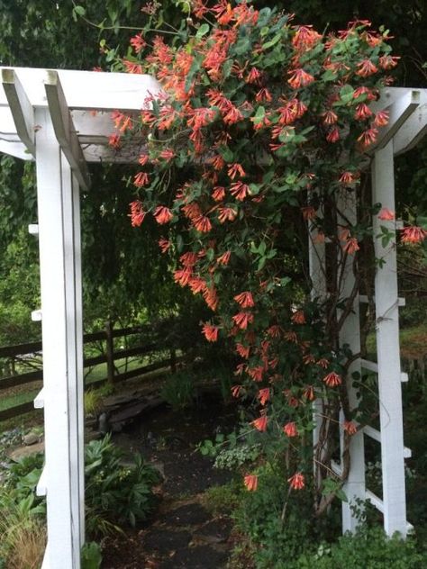 Nature, Trumpet Honeysuckle Vine, Honey Suckle Plant Fence, Honeysuckle Vine Trellis, Hummingbird Vine, Butterfly Vine, Honeysuckle Vines, Cedar Fence Posts, Garden Wildlife