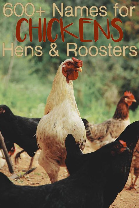 Chicken Names Hens Funny, Rooster Names Funny, Chicken Names Hens, Names For Chickens, Funny Chicken Names, Good Chicken Names, Cute Chicken Names, Rooster Names, Old Lady Names