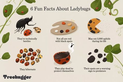 9 Surprising Facts About Ladybugs Ladybug Theme, Lady Beetle, Stink Bugs, The Beetle, Pandora's Box, Garden Animals, San Diego Zoo, Surprising Facts, Tree Hugger