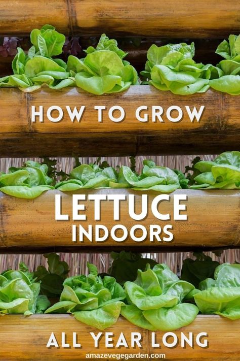 How To Start Growing Plants Indoors, Grow Vegetables Indoors Winter, Aero Garden Tips, Grow Lettuce In Container, Container Lettuce Gardening, Garden Bags How To Grow, Lettuce Container Garden, Herb Garden Container Ideas, Indoor Apartment Garden