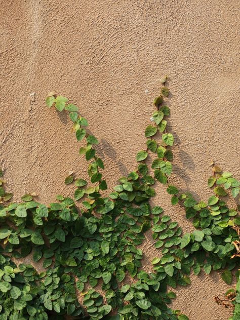 Wall Climbing Plants, Year Of Growth, Creeping Vines, Creeping Fig, Ivy Wall, Fig Plant, Growing Vines, Have Patience, Outdoor Climbing