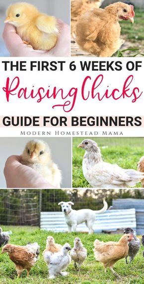 Backyard Chickens Diy, Baby Chicks Raising, Raising Chicks, Backyard Chicken Coop Plans, Backyard Chicken Farming, Homestead Chickens, Raising Backyard Chickens, Chicken Garden, Chicken Coop Designs