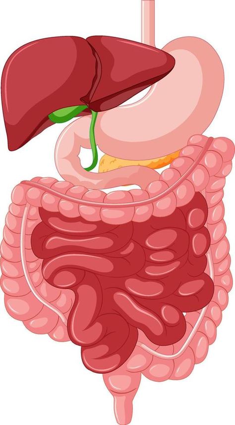 Gastrointestinal tract anatomy for education Anatomy Education, Sistem Pencernaan, Medical Stickers, Gastrointestinal Tract, Gastrointestinal System, Back Stretches For Pain, South Delhi, Blog Backgrounds, Medical Research