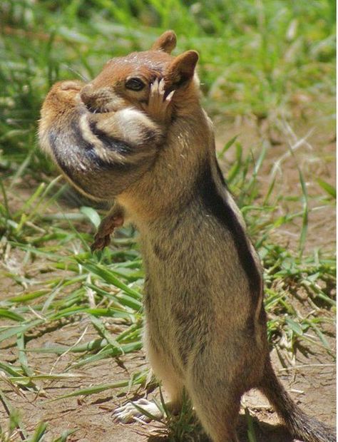 cute squirrel and baby  ❤️❤️❤️❤ Baby Chipmunk, Photo Animaliere, Little Critter, Cute Animal Pictures, Sweet Animals, Animal Planet, Chipmunks, Animal Photo, 귀여운 동물