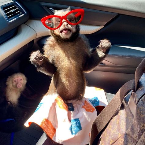Monkeys, Sunglasses, Skirt, Sasha Williams, Three Monkeys, On My Way, Primates, Bingo, My Way