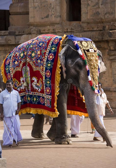 Temple Elephant - Thanjavur - Tamil Nadu - India. Ceremonial elephant in the Bri , #spon, #Tamil, #Nadu, #India, #Temple, #Elephant #ad Elephant Drawing Realistic, Elephant Drawing Cute, Indian Buildings, Elephant Drawings, Temple Elephant, Elephant India, Wall Art Elephant, Elephant Photography, Drawing Kids