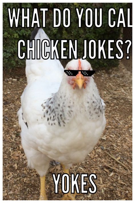 Jklol! Crazy chickens! Jokes About Chickens, Chicken Funny Humor, Chicken Puns, Chicken Memes, Friday Jokes, Farm Jokes, Chicken Jokes, Comedians Jokes, Thanksgiving Jokes