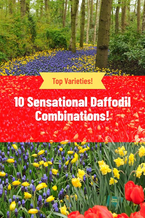 10 sensational daffodil planting combinations! Be inspired by ideas of what to plant with daffodils for a sensational spring garden. What To Plant With Daffodils, Daffodils Landscaping, Daffodil Companion Plants, Daffodil Planting Ideas, Daffodil Garden Ideas, Daffodil Display, Daffodil Planting, Perrenial Flowers, Bulbs Garden Design