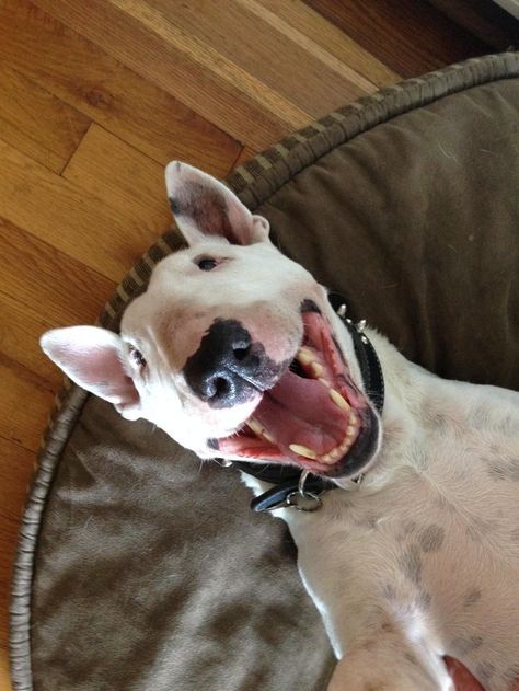 Bull Terrier  Reality: They'll take over all selfie related activities. Bull Terrier, Bull Terrier Funny, English Bull Terrier, Funny Selfies, Dog Selfie, English Bull Terriers, Bull Terriers, Bull Terrier Dog, Smiling Dogs