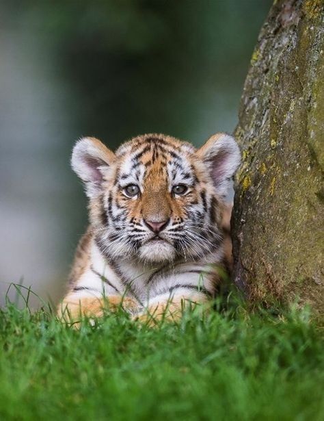 Adorable tiger cub looking at the camera #tiger #wildcat #tigercub #cute Tiger Cubs, Cute Tiger Cubs, Animals Tiger, Baby Tigers, Wild Tiger, Cute Tigers, Baby Tiger, Tiger Cub, Baby Animals Pictures