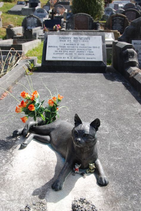 Monument to Mrs. Chippy at the grave of Harry McNeish in Karori Cemetery, New Zealand (photo by Nigel Cross/Wikimedia) Pet Cemetery, Famous Pictures, Cemetery Art, Great Cat, Pet Day, Cat Statue, Grave Marker, Six Feet Under, Dog Sledding