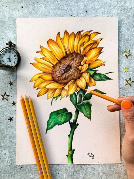 ✏: @marghertiafelias Sunflower Coloured Pencil Drawing, Cool Coloured Pencil Drawings, Sunflower Colored Pencil Drawing, Flower Color Pencil Art, Flowers Drawing Sunflower, Sunflower Color Pencil Drawing, Drawing By Pencil Color, Colour Pencil Art Flowers, Pencil Color Drawing Flowers