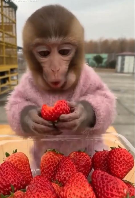 Cute Monkey Aesthetic, I Love Strawberries, Monkey Aesthetic Cute, Monkey Eating Strawberry, Cute Monkey Wallpaper, Monkeys Cute, Monkey Pet, Cute Monkey Pictures, Cute Monkeys