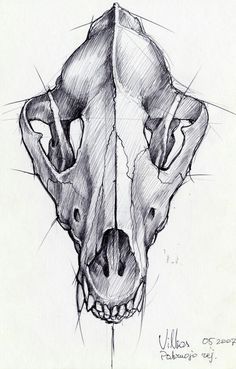 1000+ ideas about Wolf Skull on Pinterest | Dog Skull, Skeletons ... Wolf Skull Sketch, Boar Skull Tattoo, Wolf Skull Drawing, Wolf Skull Tattoo, Skull Tattoo Sleeve, Tattoos Wolf, Small Skull Tattoo, Skull Tattoo Flowers, Dog Skull