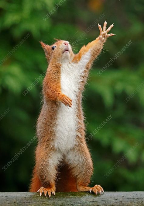 Nature, Hoy Follo Ardilla, Squirrel Reference, Squirrel Memes, Funny Squirrel Pictures, Uk Wildlife, Red Squirrels, Funny Squirrel, Squirrel Pictures