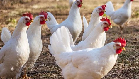 White Chicken Breeds, White Leghorn Chicken, Leghorn Chicken, Egg Laying Hens, Leghorn Chickens, Laying Chickens Breeds, Chickens For Sale, Best Egg Laying Chickens, Blue Chicken