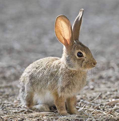 Baby Bunnies, Bobtail Squid, Wild Bunny, Rabbit Pictures, Rabbit Drawing, Bunny Pictures, Bunny Art, Pet Rabbit