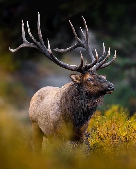 Roosevelt Elk, Elk Pictures, Elk Photo, Elk Photography, Big Deer, Wild Animals Photography, Spiritual Animal, Deer Photos, Bull Elk