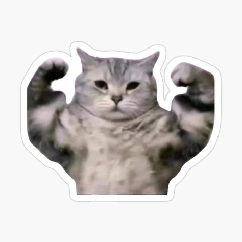 Funny Sticker Ideas, Crazy Stickers, Funny Cat Stickers, Memes Sticker, Funny Cat Face, Gym Cat, Stickers Memes, Phone Cover Stickers, Gym Stickers