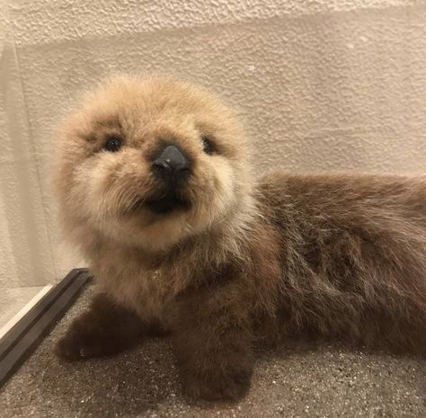 Otters And Ferrets, Otter Animal Aesthetic, Cute Otters Aesthetic, Otter With Headphones, Sea Otters Aesthetic, Cute Otter Aesthetic, Sea Otter Aesthetic, Baby Otters Cute, Otters Aesthetic