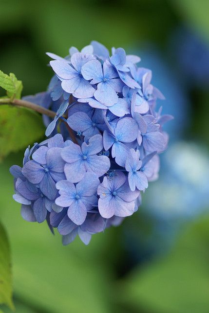 نباتات منزلية, Hydrangea Care, Hydrangea Garden, Flowers Blue, Trendy Flowers, Deco Floral, Hydrangea Flower, Blue Hydrangea, Garden Cottage