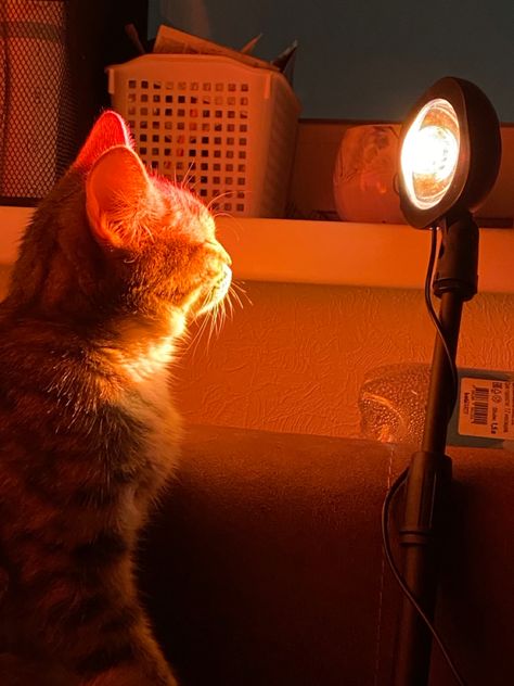 Orange Office Aesthetic, Orange Lighting, Color Presentation, Orange Animals, Orange Office, Cat Light, Animal Reference, Orange Light, Orange Cat