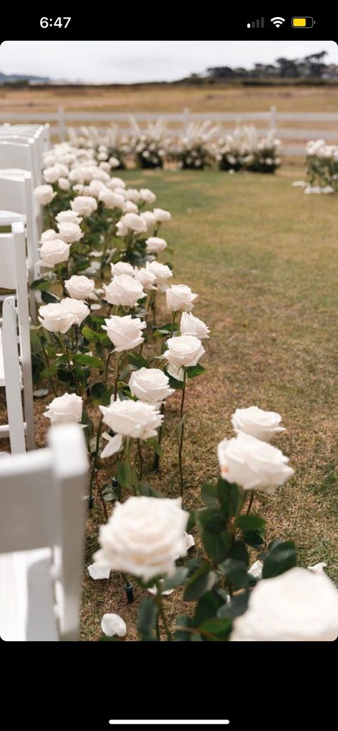 Roses Isle Wedding, White Roses In Ground Wedding, Long Stem Roses Wedding Aisle, Single Rose Aisle Wedding, Single Stem Flower Isle, Single Stem Florals Wedding, Roses Aisle Wedding, Single Stem Wedding Aisle, Single Flower Aisle Wedding