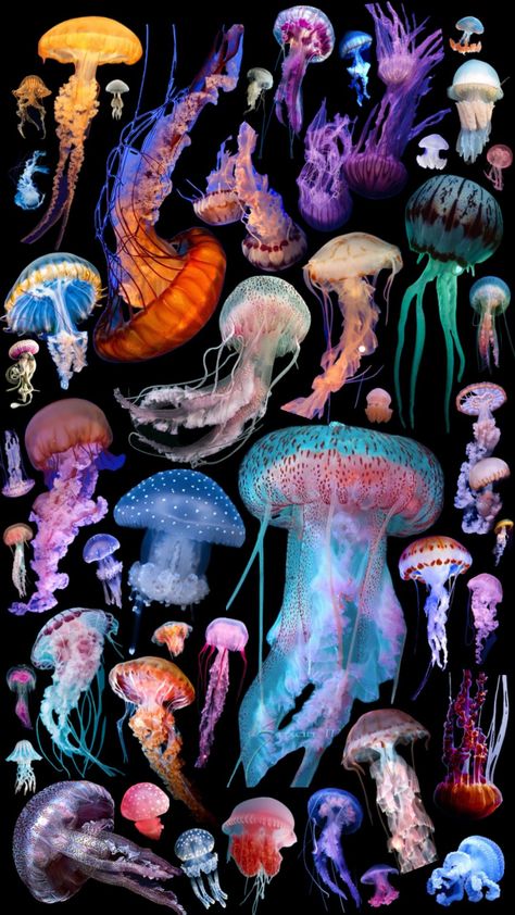 JELLIES #jellyfish #sealife #fyp Jellyfish Wallpaper Ipad, Sealife Aesthetics, Sealife Wallpapers, Sea Creatures Photography, Colourful Jellyfish, Cool Jellyfish, Cute Art Ideas, Jellyfish Colorful, Jelly Fishes