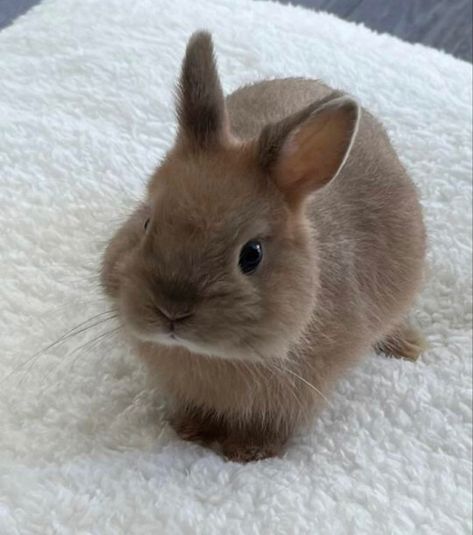 Mini Lop Bunnies, Bunny Paws, Pet Bunny Rabbits, Mini Lop, Cute Bunny Pictures, Bunny Pictures, Pet Bunny, Pet Rabbit