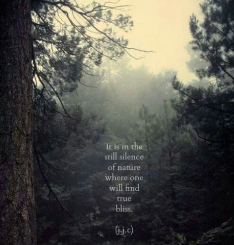 Silence in the woods.  There is nothing better !! Travel Quotes, Famous Quotes, Adventure Quotes, Citation Nature, Quotes Nature, Hiking Quotes, Foto Vintage, Nature Quotes, The Words