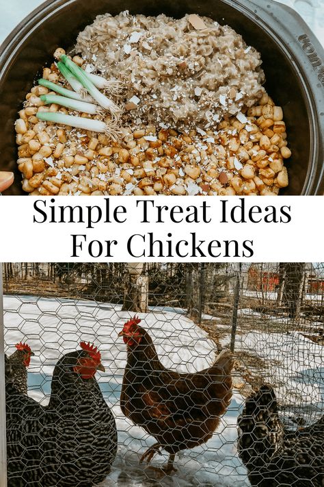 Simple Snack Ideas For Chickens - Our Faith Filled Homestead Homemade Chicken Treats, Simple Snack Ideas, Snacks For Chickens, Treats For Chickens, Super Healthy Snacks, Simple Snacks, Green Potatoes, Banana Treats, Summer Chicken