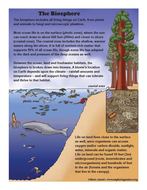 Learn about Earth Systems, Ecology and the Biosphere on Exploringnature.org Biosphere Project, Earth Systems, Environmental Health And Safety, Classroom Science, About Earth, Evolutionary Biology, Grade 10, Science Units, Environmental Health