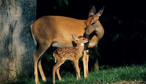 Female Deer, Male Deer, Bambi And Thumper, Deer Doe, Rock Creek, Oh Deer, Whitetail Deer, Six Feet Under, Baby Deer