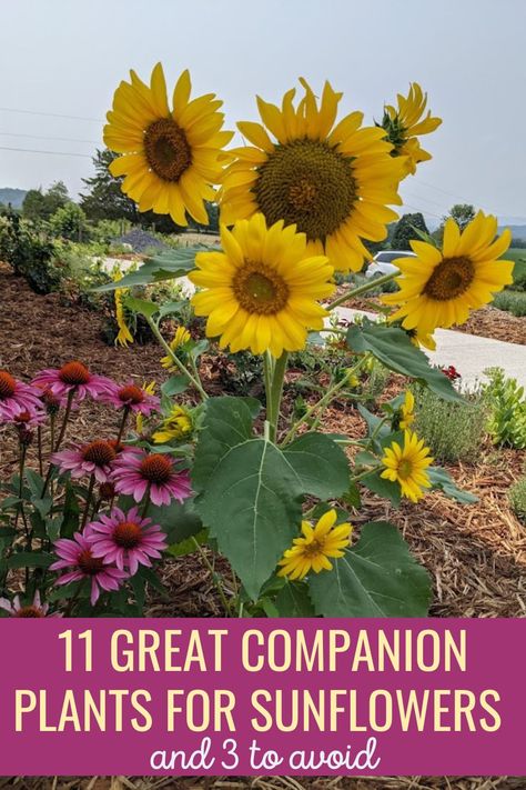 Growing Sunflowers For Chickens, Sunflowers In Garden Ideas, Sunflowers In The Garden, Sunflowers Garden Ideas, Small Sunflower Garden Ideas, When To Plant Sunflowers Outside, Backyard Sunflower Garden, Sunflower Garden Design, Sunflowers Front Yard