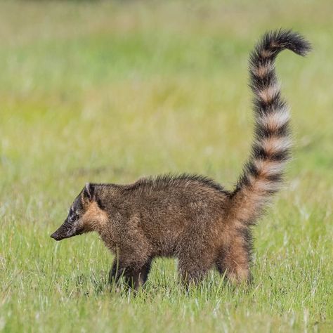 South American Coati / Image by Tony (tickspics) from flickr Fox, Ecology, Animals, American Animals, South American, Sea Creatures