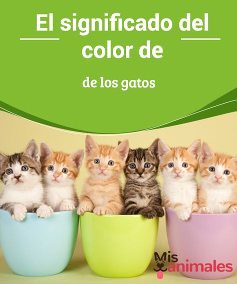 El #significado del color de los gatos  Una de las #cualidades más llamativa de los #gatos es la #asombrosa variedad de colores que tienen. No es raro encontrar gatos de muchos colores dentro de la misma camada, indistintamente de si son de raza o mestizos. A continuación te dejamos algunos de los #patrones más comunes y el significado del color de los gatos. Dog Line Drawing, Unique Dog Collars, Green Dog Collar, Velvet Dog Collar, Personalized Leather Dog Collar, Leather Dog Collar Custom, Luxury Dog Collars, Dog Collar With Name, Cute Dog Collars