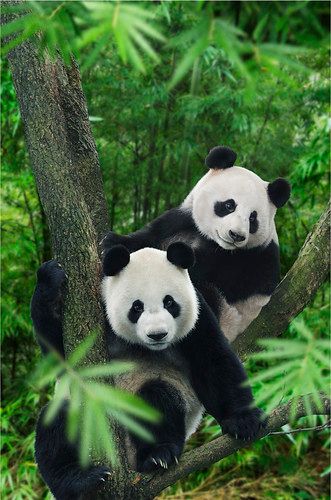 Singapore River Safari! | These images have been supplied to… | Flickr Panda Bears Wallpaper, Singapore River, Panda Images, Panda Drawing, Teddy Bear Wallpaper, Wild Animals Photos, Puppy Wallpaper, Spirit Guide, Panda Wallpapers