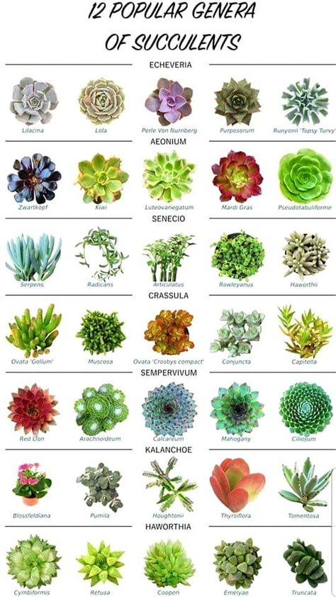 Types Of Cactus Plants Names, Suculents Pot Ideas, Kinds Of Succulents, Colourful Plants, Garden Decorations Ideas, Suculent Plants, Succulent Rock Garden, Mini Succulent Garden, Succulent Names