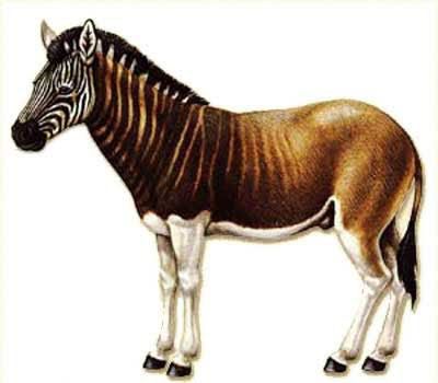 Quagga | Quagga Plains Zebra, Animal Plates, Kingdom Animalia, Ancient Animals, Paleo Art, Extinct Animals, Endangered Animals, Prehistoric Animals, Weird Creatures