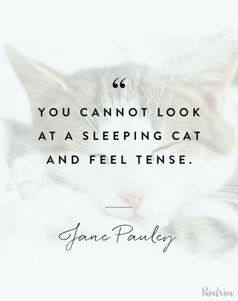 Cat Proverbs, Cat Lover Quote, Cute Cat Quotes, Sentimental Quotes, Cats Quotes, Pet Quotes, Emotional Honesty, Sympathy Messages, Sleep Quotes