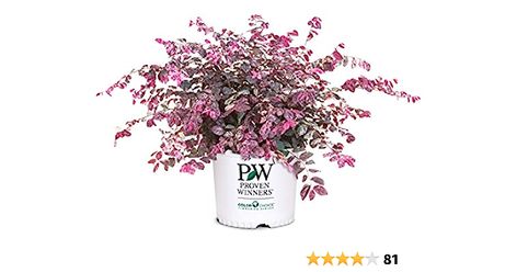 Amazon.com : Proven Winner Jazz Hands Loropetalum, 2 Gal, Variegated Pink and White Foliage : Patio, Lawn & Garden Evergreens For Shade, Azalea Shrub, Southern Living Plant Collection, Purple Foliage, Southern Living Plants, Jazz Hands, Pink Spring Flowers, Flowering Bushes, Hedging Plants