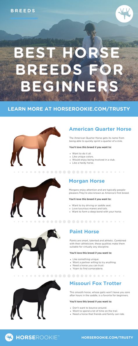 Friendly & Fun: 4 Best Horse Breeds for Beginners Pandas, Horse Breeds For Beginners, Best Horse Breeds, Horse Ownership, Horse Lessons, Horse Information, Horse Care Tips, Horse Facts, Horse Info