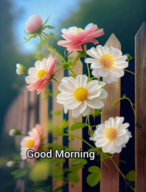 God Night, Gud Morning Images, Morning Pic, Good Morning Massage, Good Morning Flowers Quotes, Happy Morning Quotes, Good Morning Nature, Good Morning Flowers Pictures, Good Morning Roses