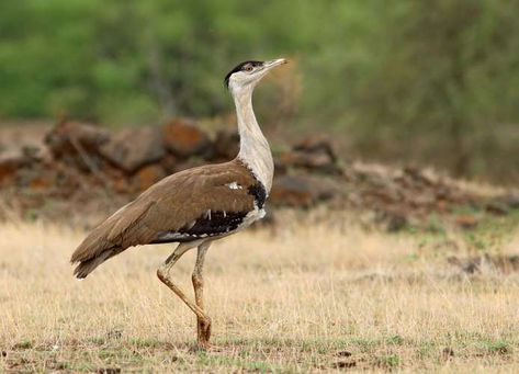 Nature, Endangered Species, Great Indian Bustard, Natural Geographic, Desert National Park, Project Tiger, Rare Birds, Funeral Home, Animal Planet