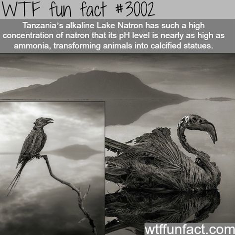 Random Facts, Scary Facts, Facts Funny, Creepy Facts, Wow Facts, Science Facts, Animal Facts, True Facts, The More You Know