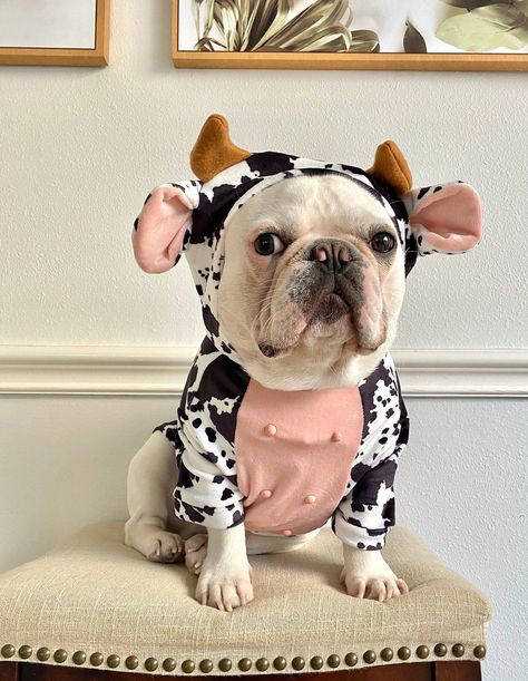 Funny Dairy Cow Dog Costume via FitFrenchie (Etsy) Super Cute Halloween Costumes, Diy Cow Costume, Cute Dog Halloween Costumes, Halloween Costumes For Dogs, Best Dog Halloween Costumes, Costumes For Dogs, Cute Dog Costumes, Cow Costume, Puppy Costume