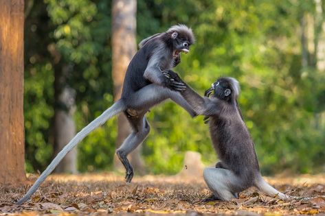 Finalists of the 2018 Comedy Wildlife Photography Awards | PetaPixel Comedy Wildlife Photography, Photo Animaliere, Underwater Photographer, Affinity Photo, Funny Animal Photos, Photo Awards, Photography Competitions, Wildlife Photos, Photography Contests